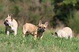 BOULEDOGUE FRANCAIS 617